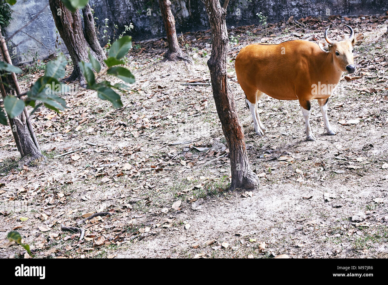 Brown common eland with curve horns in the zoo Stock Photo Alamy