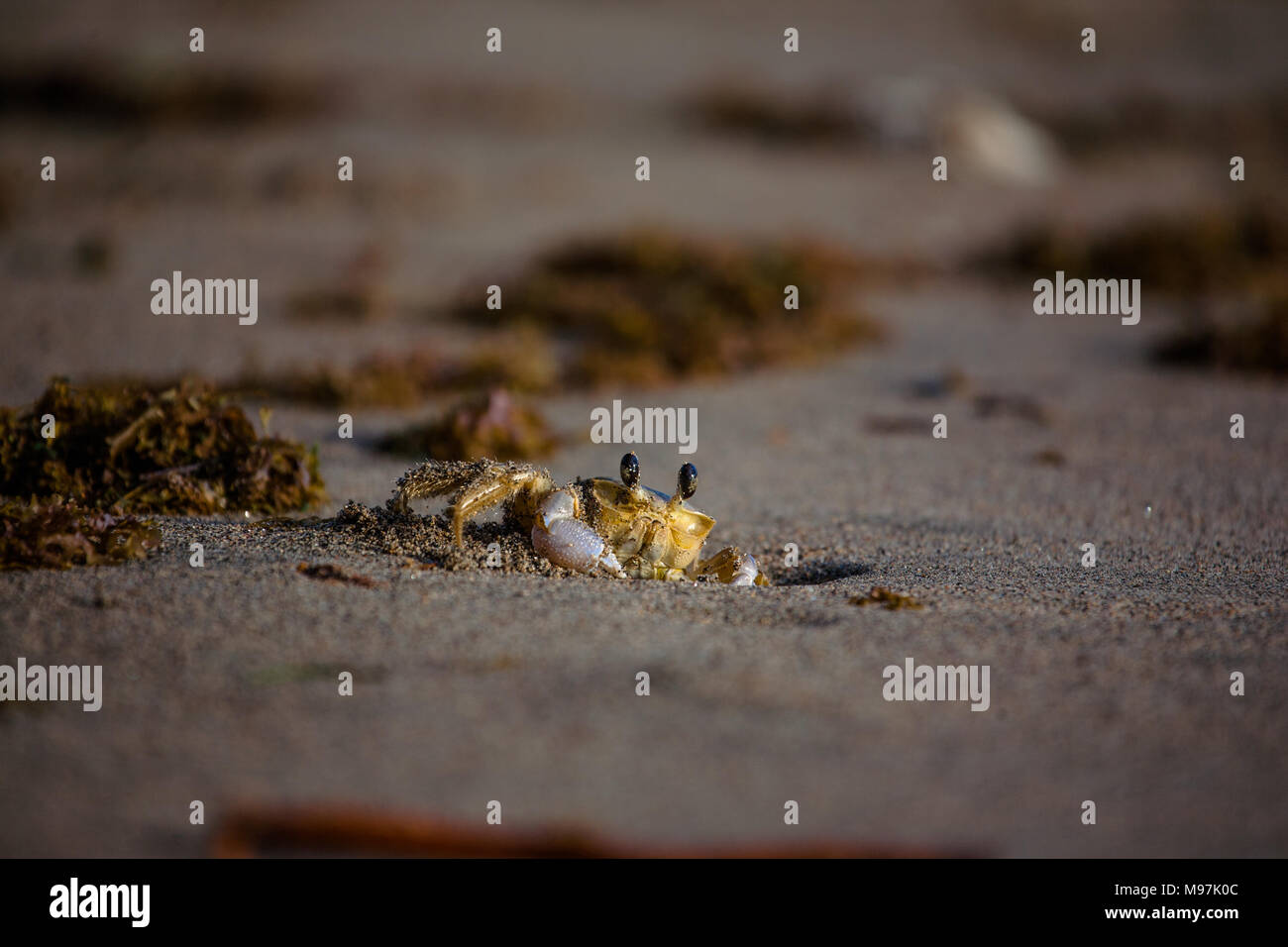 Caribbean crab hi-res stock photography and images - Alamy