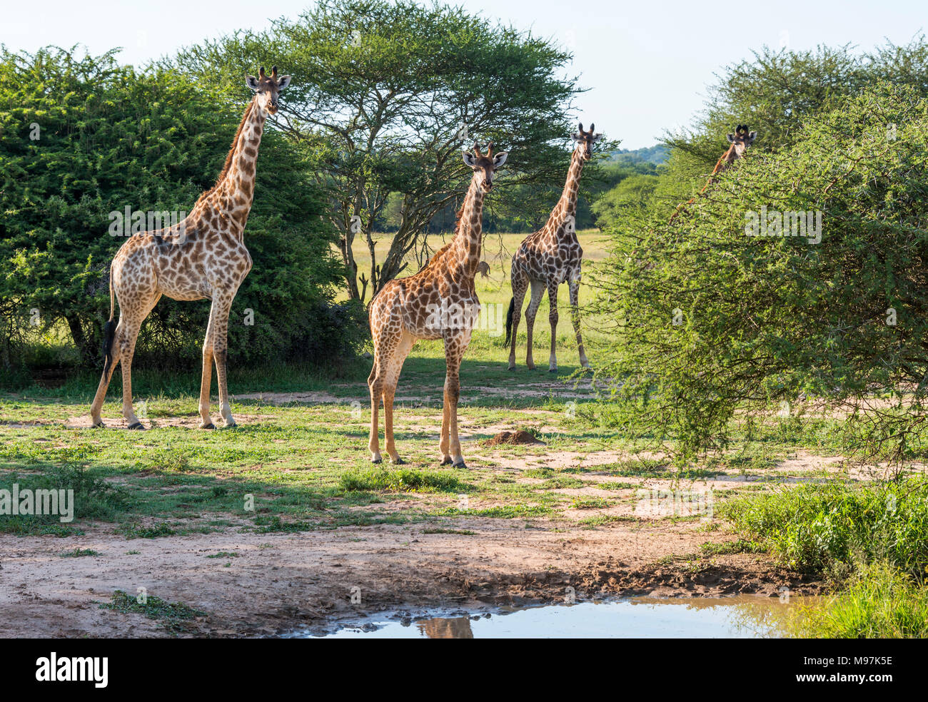 South African giraffes, big family graze in the wild forest, wildlife animals safari, Kruger National Park, bushes of  game drive reserve, beautiful n Stock Photo