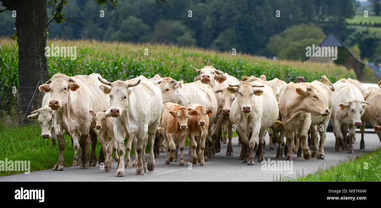 Herd of cows and veal in Pyrenees Stock Photo