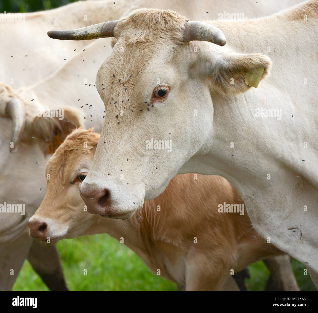 Herd of cows and veal in Pyrenees Stock Photo
