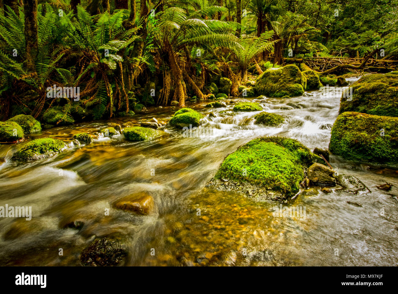 Australien, Tasmanien, Lemonthyme Lodge, Rundweg, Schützgebiet Stock Photo