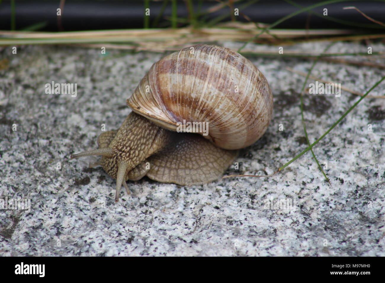 Common garden snail on a rock Stock Photo