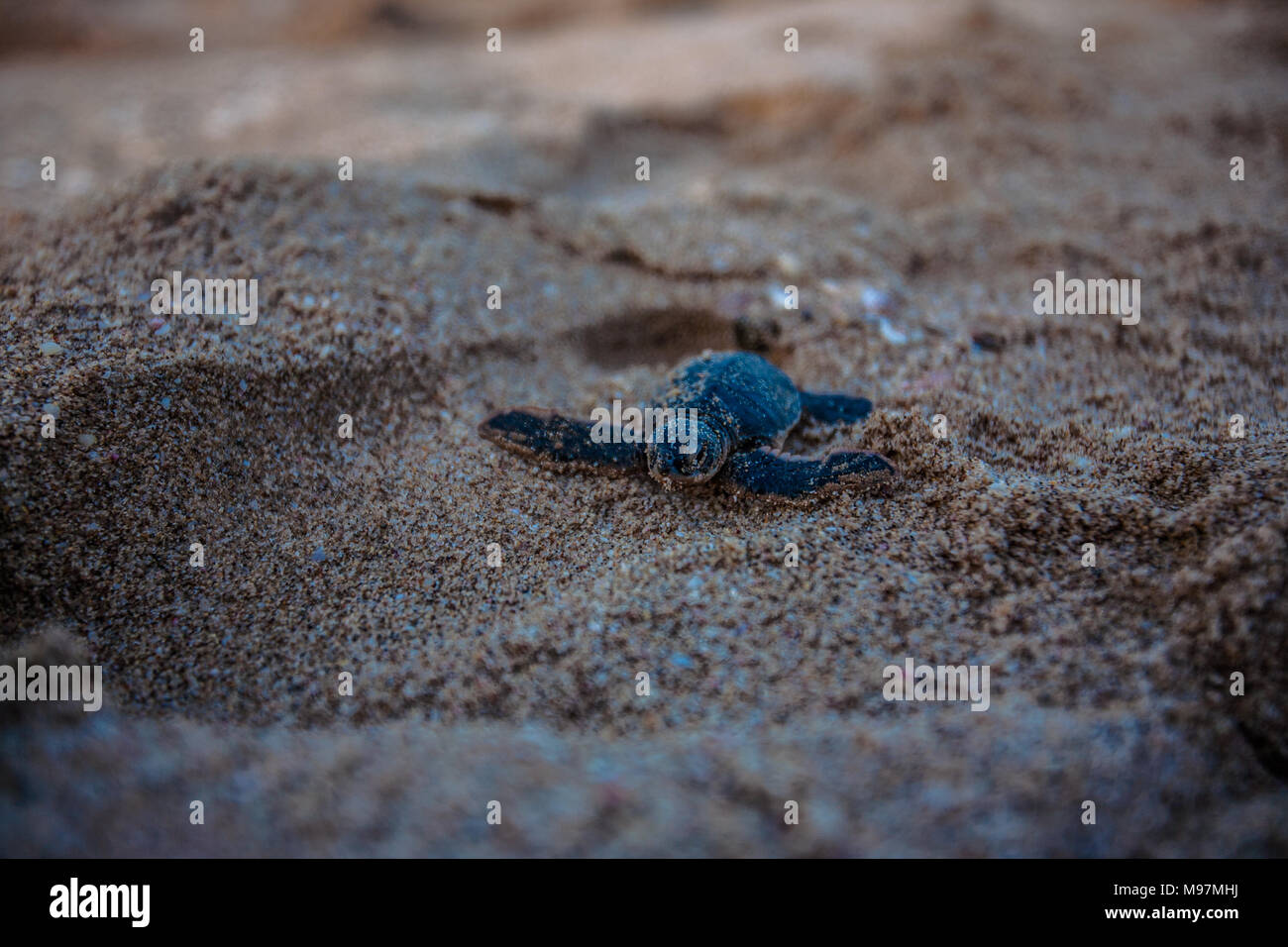 A new born hatchling Green sea turtle heads for the surf, Oman Stock Photo
