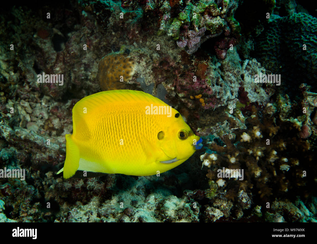 Three-spot angelfish, Apolemichthys trimaculatus, underwater in Bathala, Maldives, in the indian ocean Stock Photo