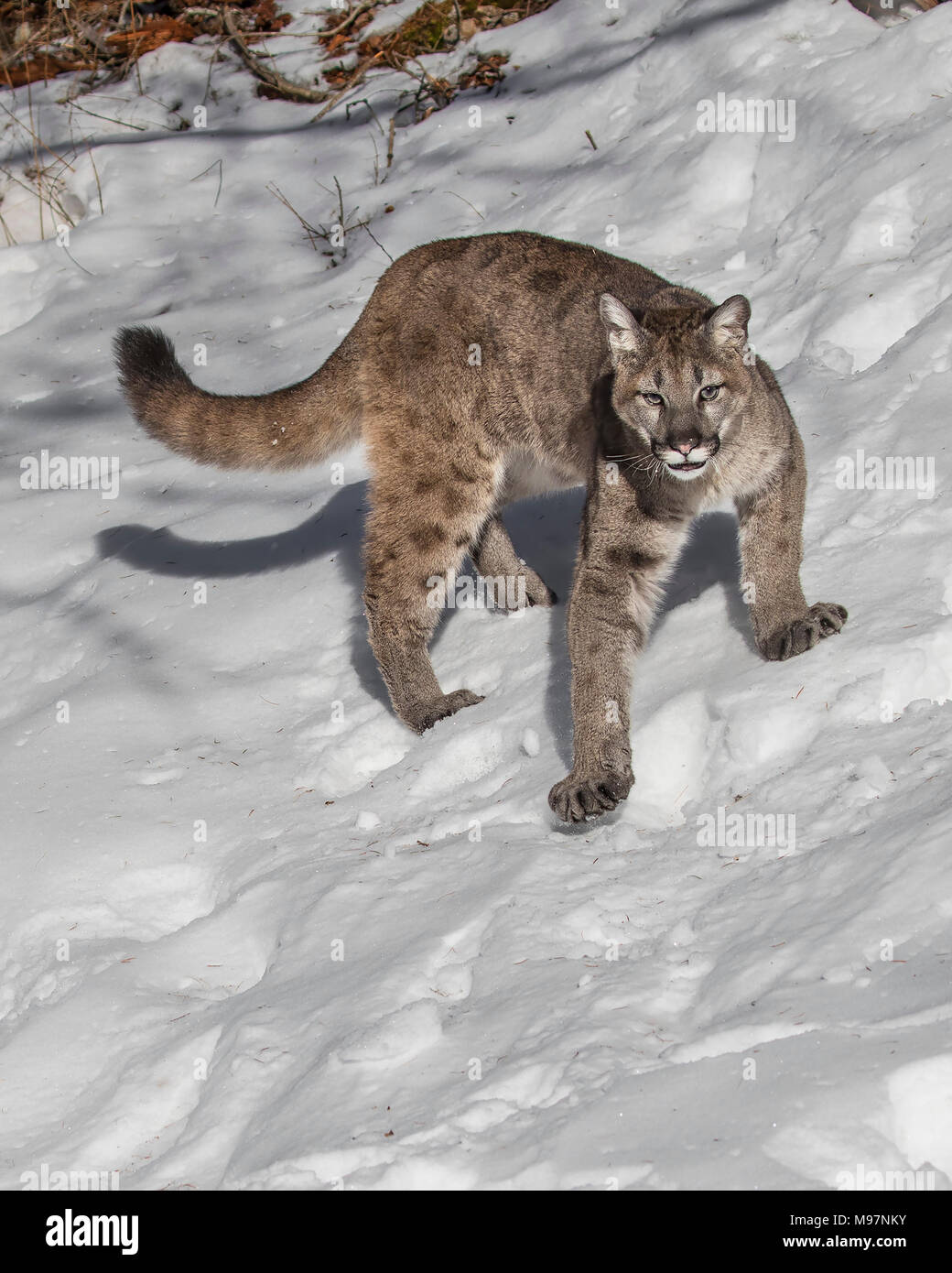 Mountain Lion Cub High Resolution Stock Photography And Images Alamy