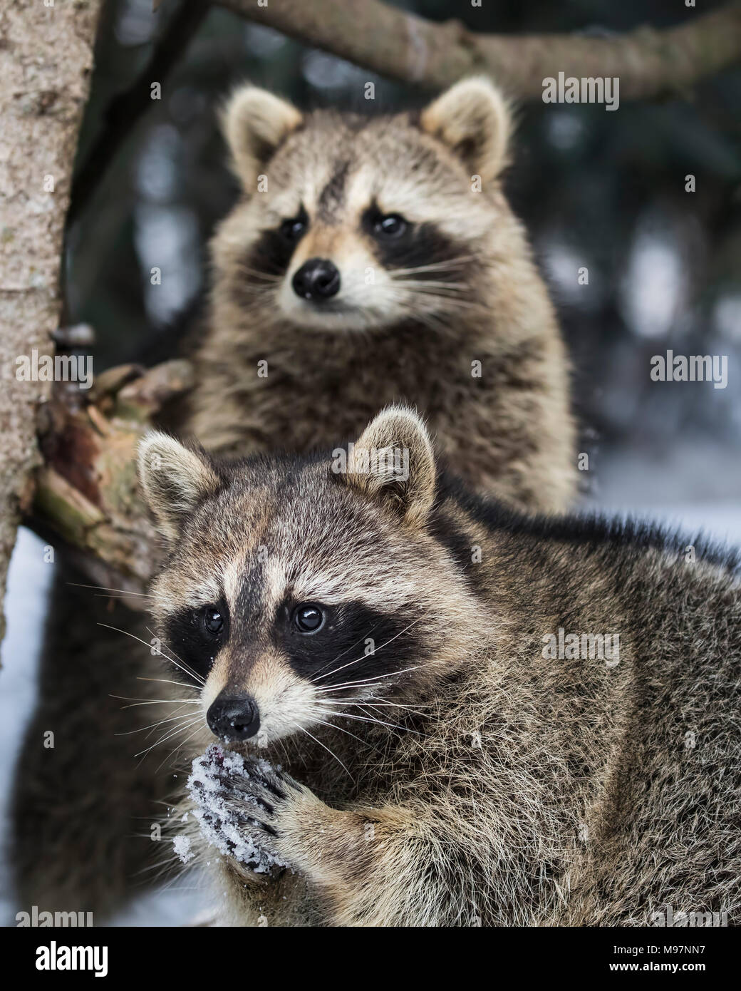 Raccoons at Triple D Game Farm Stock Photo Alamy