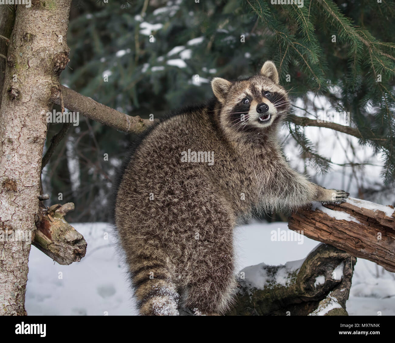 Raccoons at Triple D Game Farm Stock Photo Alamy