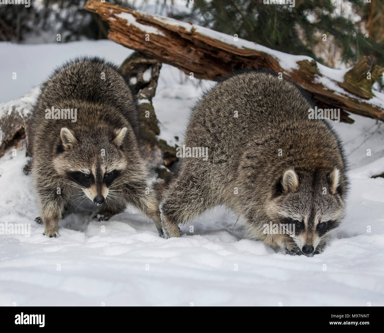 Captive raccoons hi-res stock photography and images - Alamy