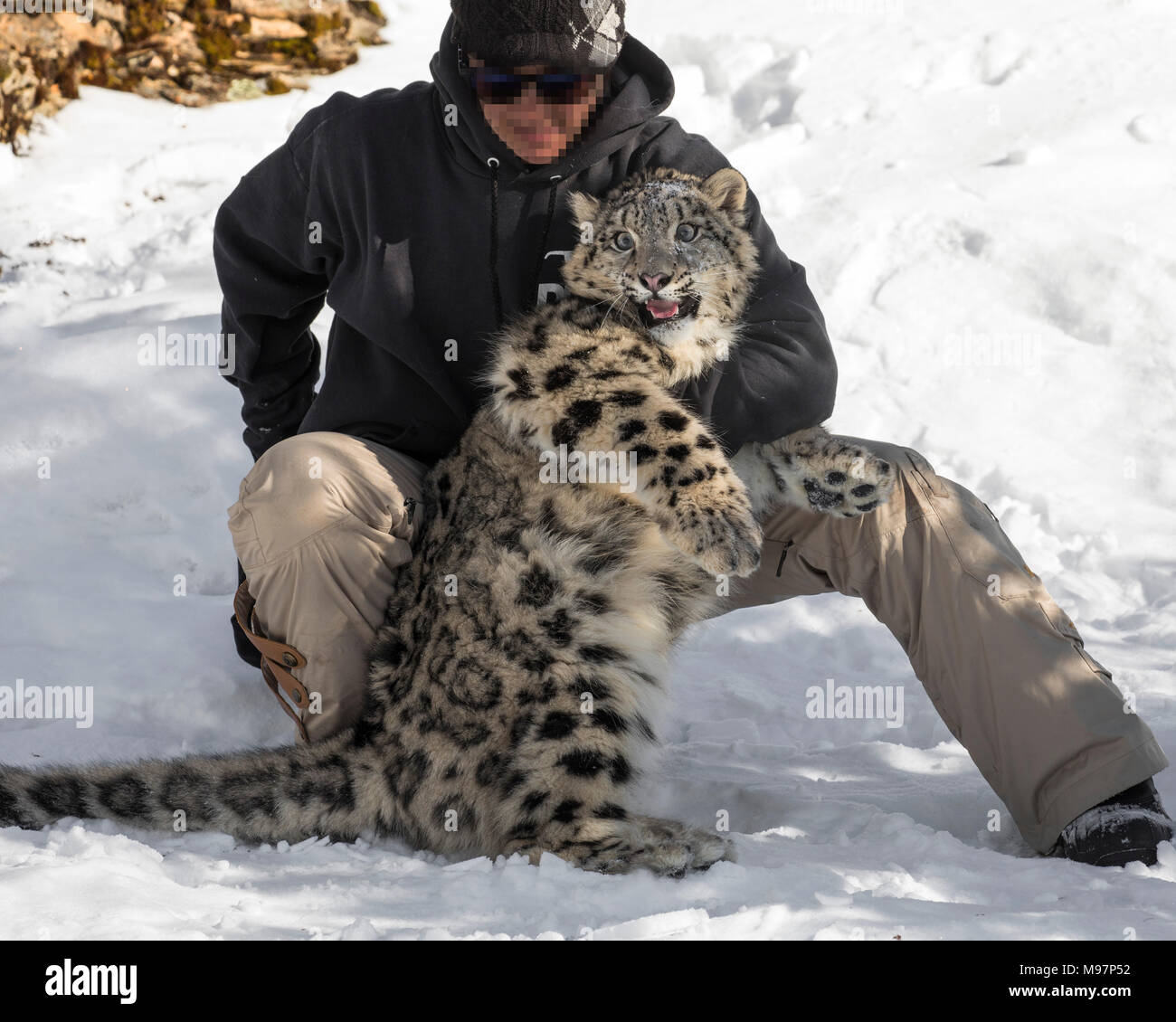 Snow Leopard Cub at Triple D Game Farm Stock Photo Alamy