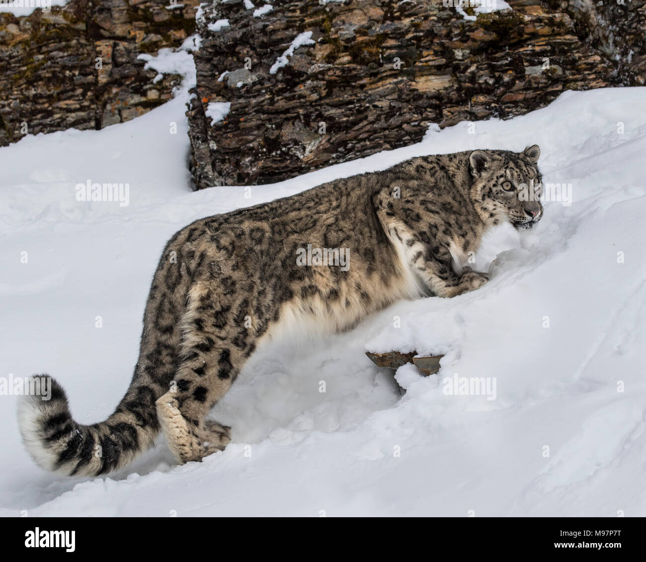 Snow Leopard Oriah at Triple D Game Farm Stock Photo Alamy