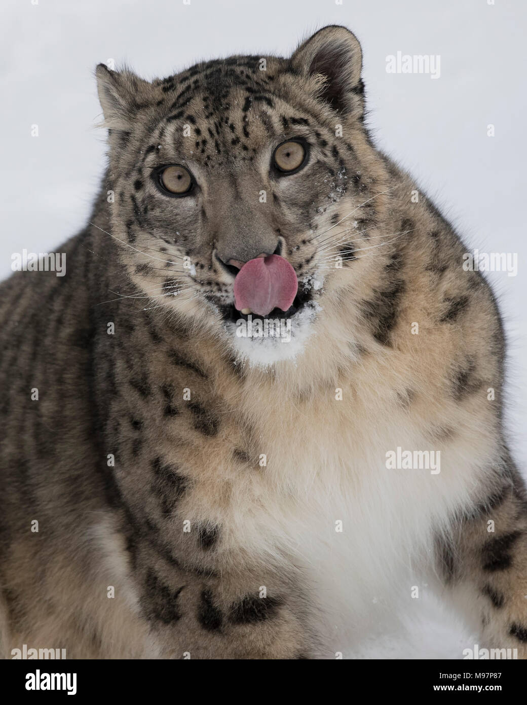 Snow Leopard Oriah at Triple D Game Farm Stock Photo Alamy