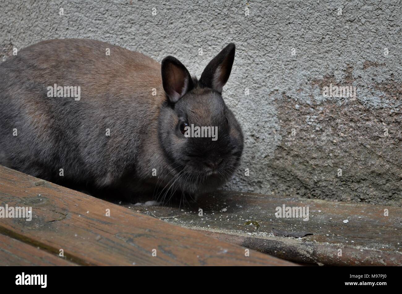 Farm animals popular with children hi-res stock photography and images ...