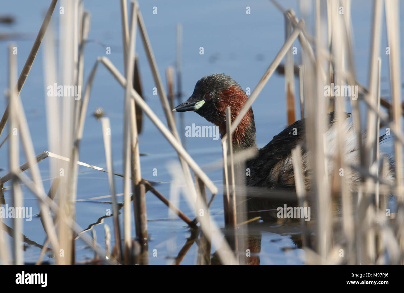 Grebe Head Little grebe head hi-res stock photography and images - Alamy