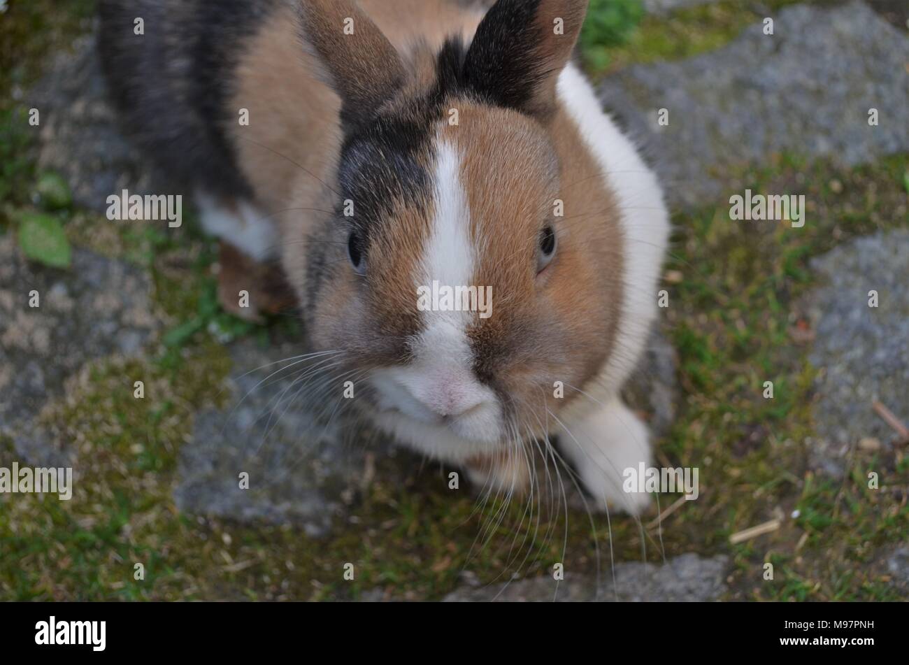 small rabbit with colorful fur Stock Photo