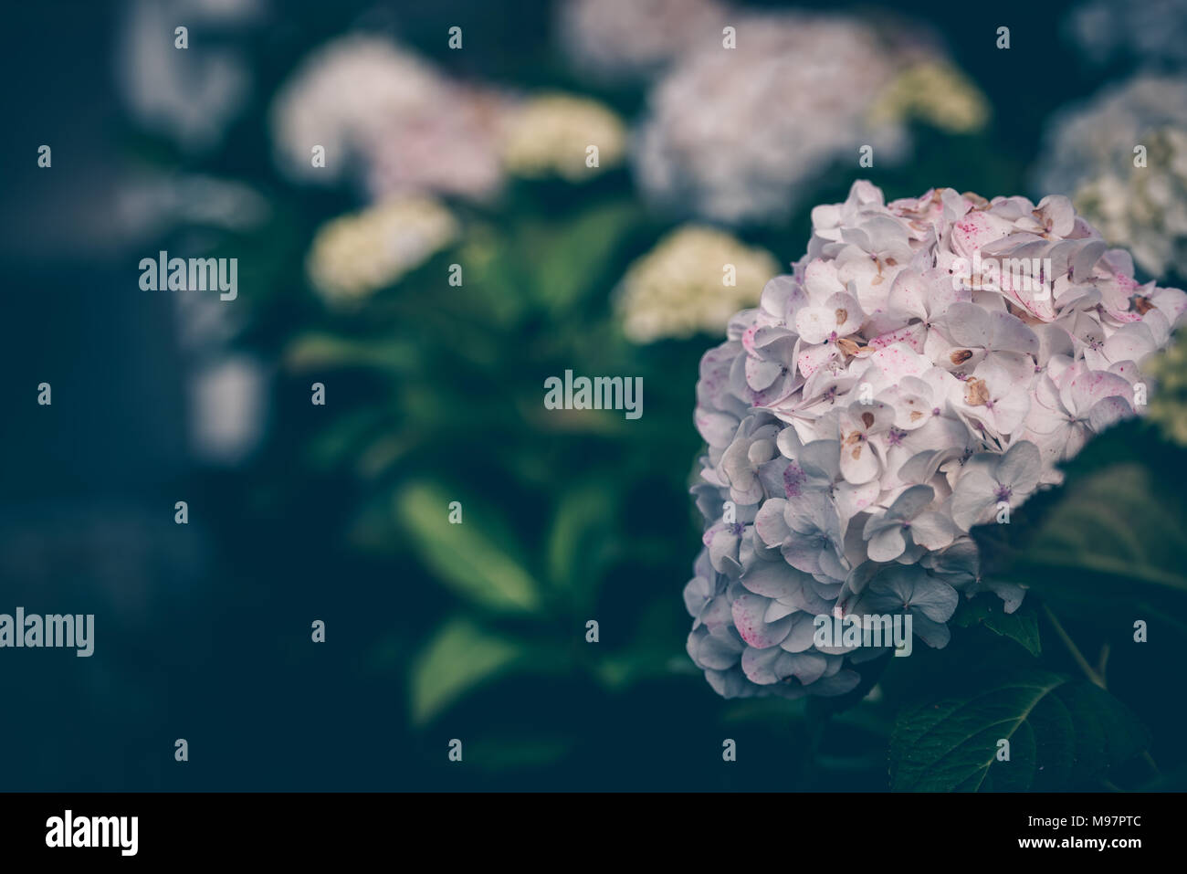 Pink hydrangea flowers bush in the garden in the fall. Shot with a ...