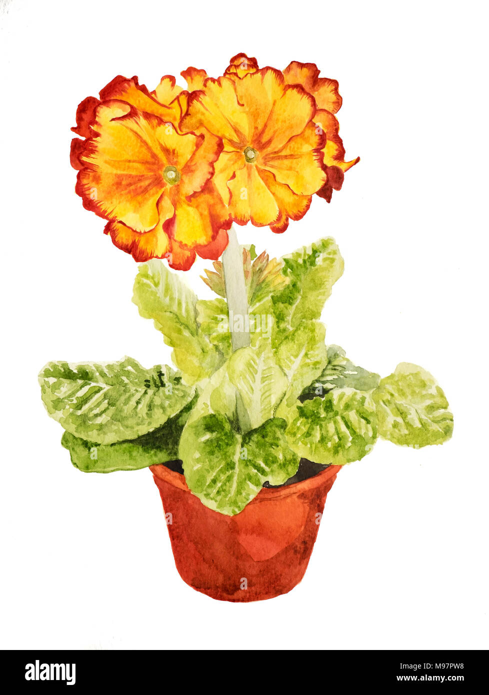 Watercolour painting of a yellow and red primula in a flowerpot Stock Photo