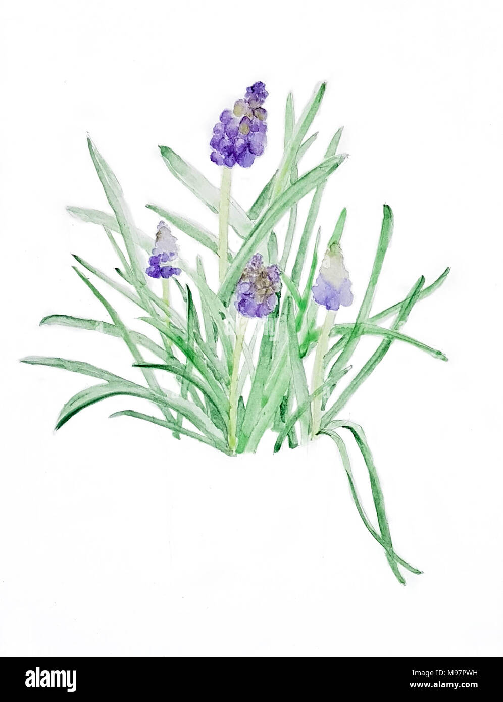 Watercolour sketch of Grape Hyacinths Stock Photo