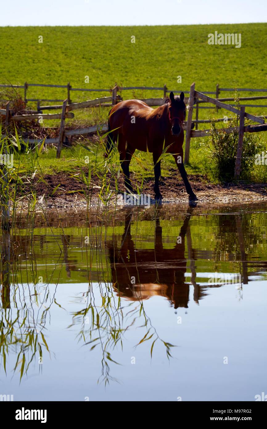 Horse on the lake Stock Photo