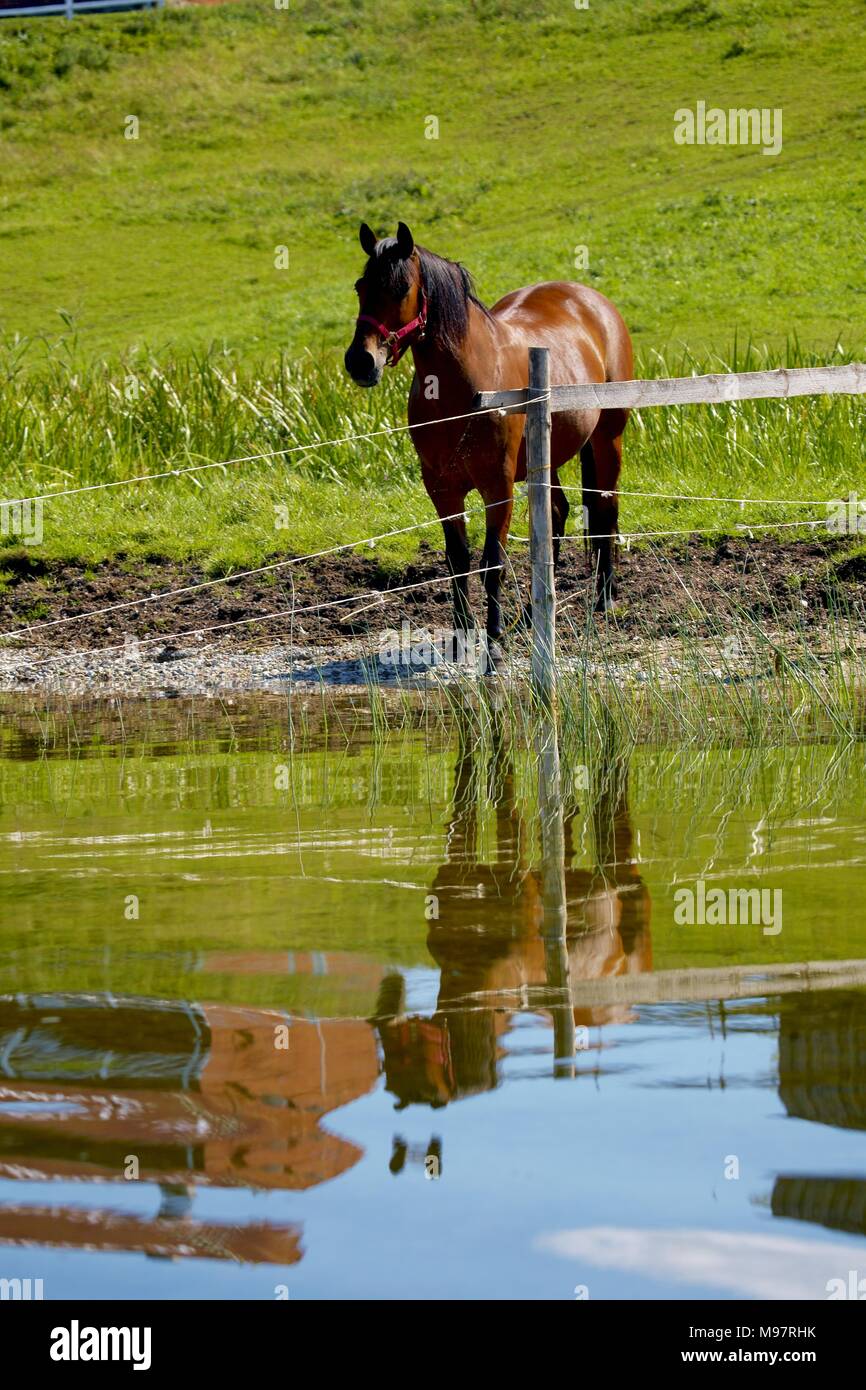 Horse on the lake Stock Photo