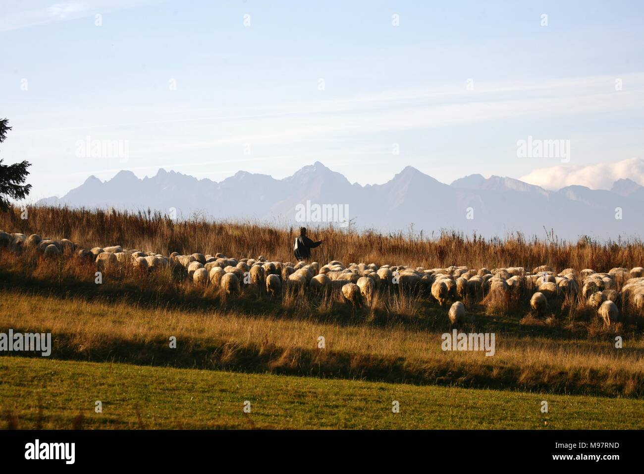 Sheeps in Tatra mountain Stock Photo