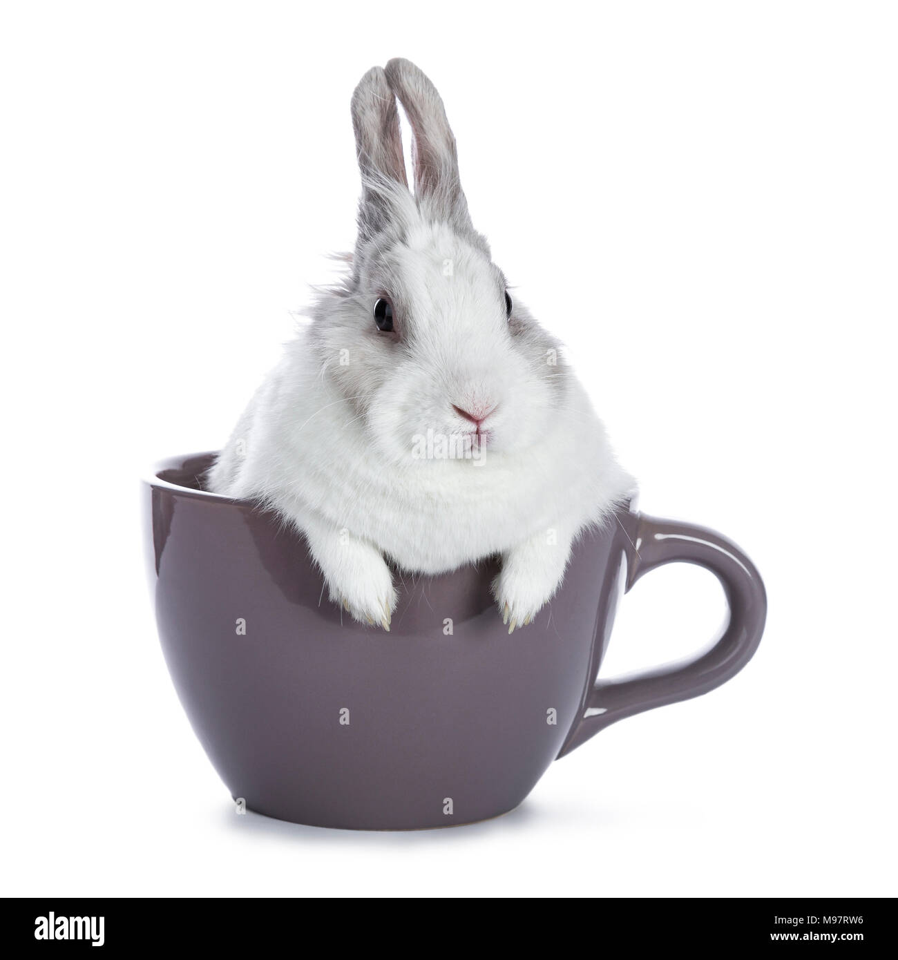 Cute white with grey rabbit sitting in ceremic cup isolated on white ...