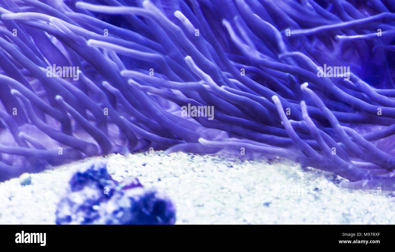 sea anemone (actinia) Stock Photo