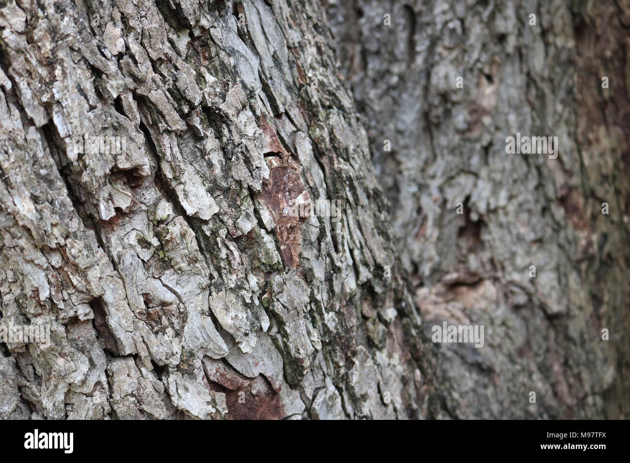 Pecan Tree Bark Identification
