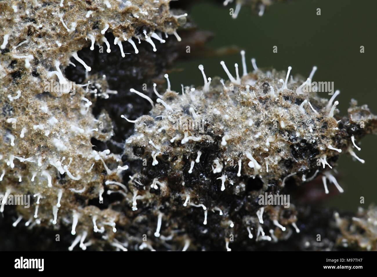Mycoparasitism, Polycephalomyces,tomentosum   growing on slime mold (Trichia sp) Stock Photo