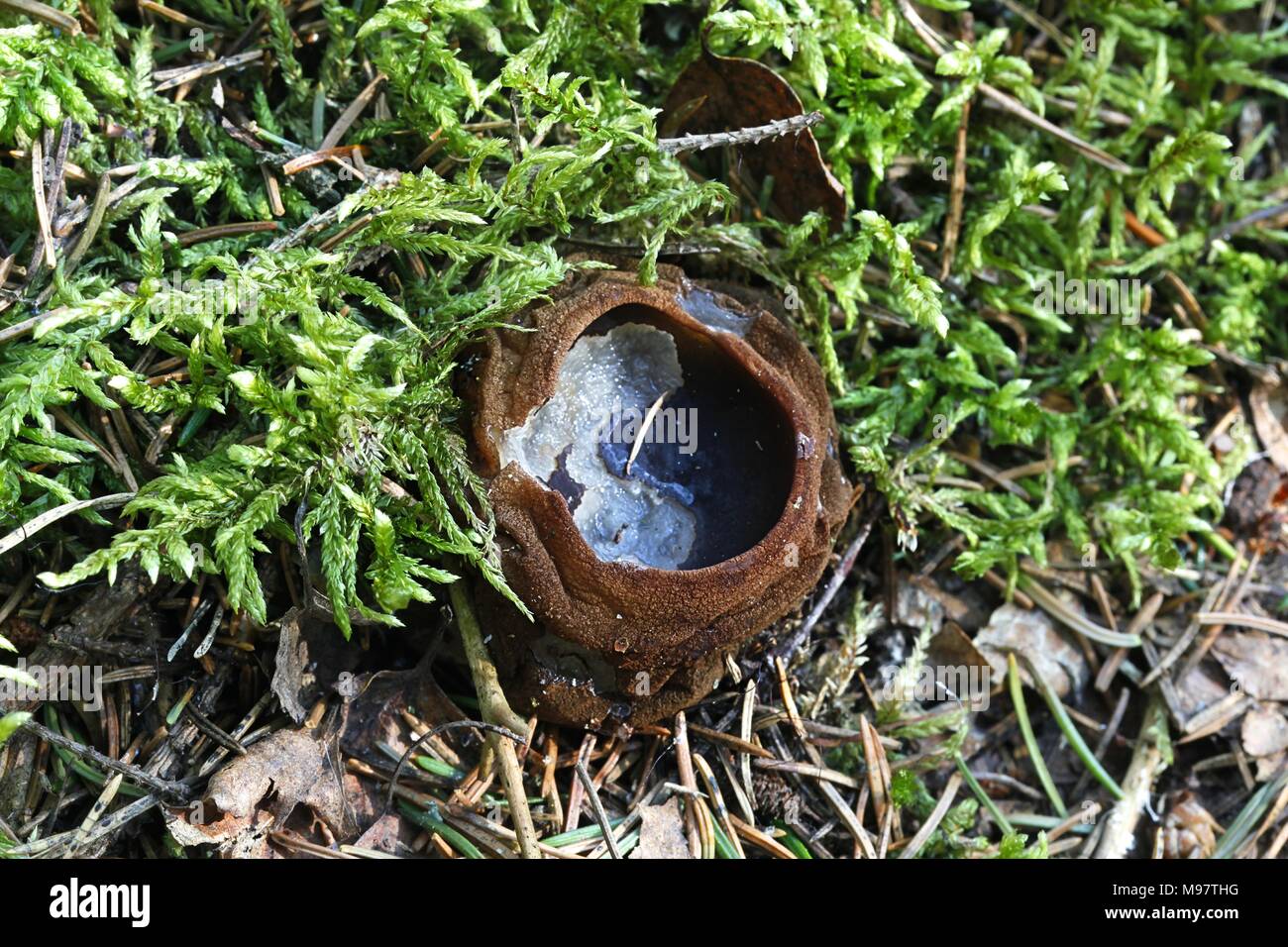 Charred-Pancake Cup, also called Witches Cauldron, Sarcosoma globosum Stock Photo