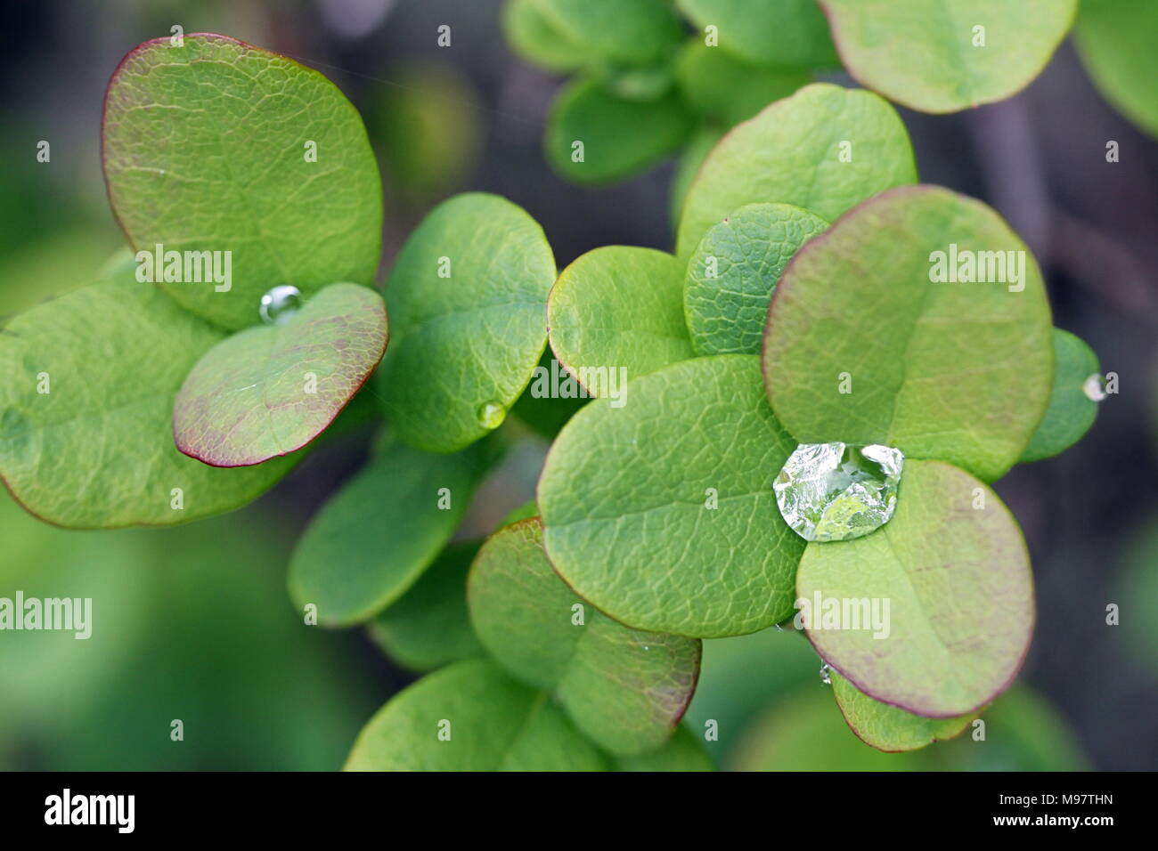 Bog bilberry, also called whortleberry, Vaccinium uliginosum Stock Photo