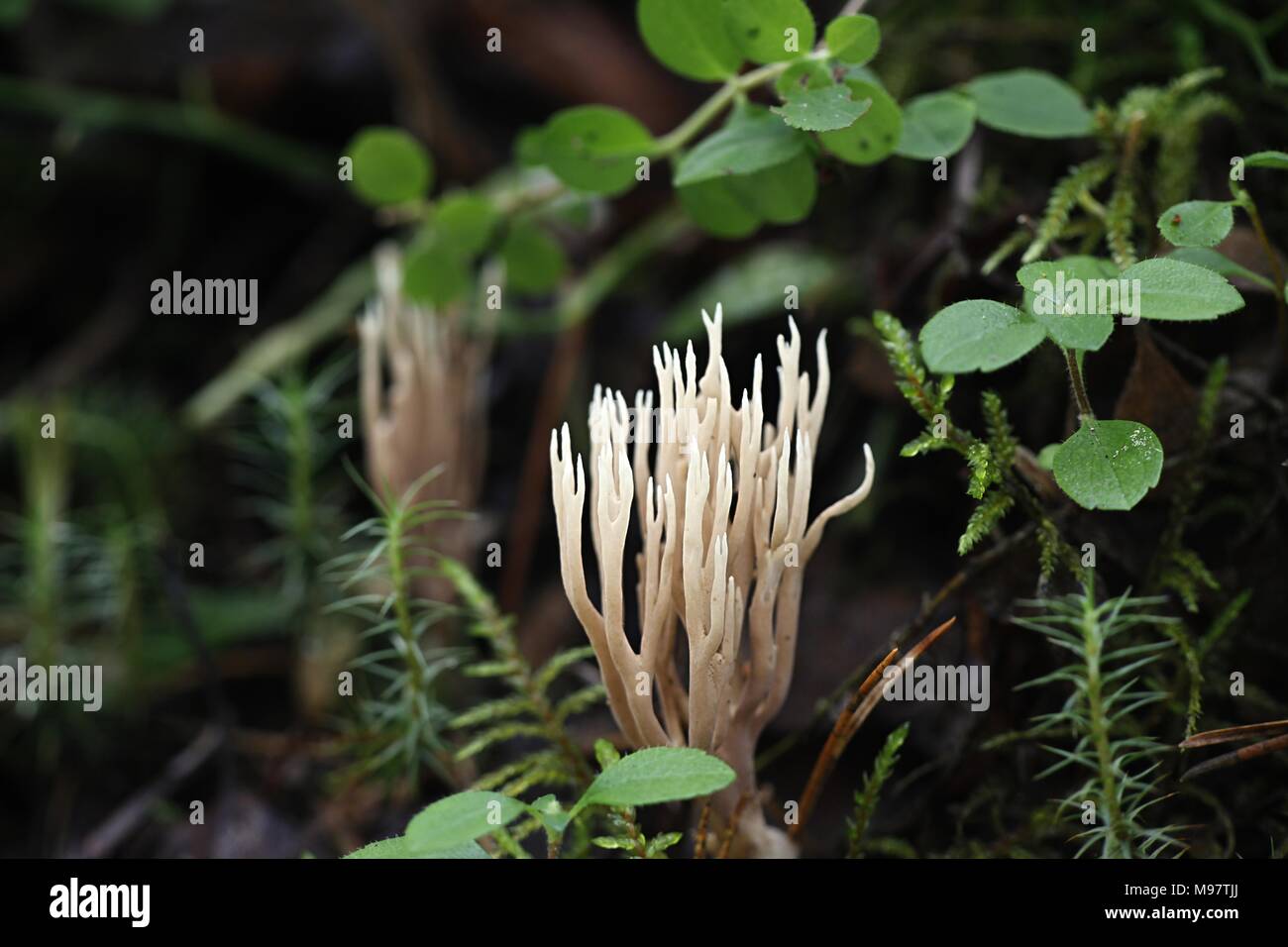 Ramaria apiculata, known as the Green-tipped Coral Fungus, wild mushroom from Finland Stock Photo