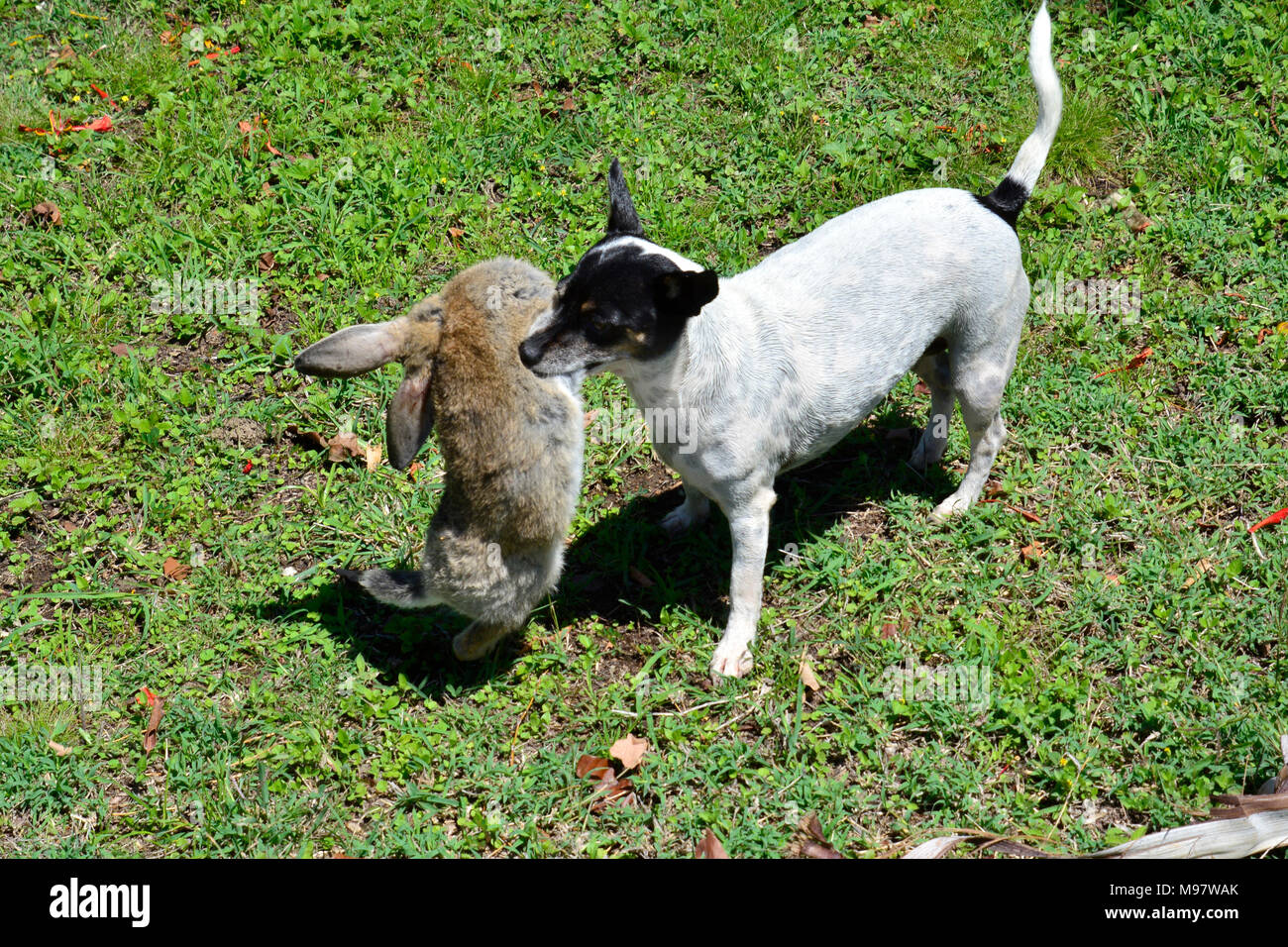 Dog hunting rabbit hi-res stock photography and images - Alamy