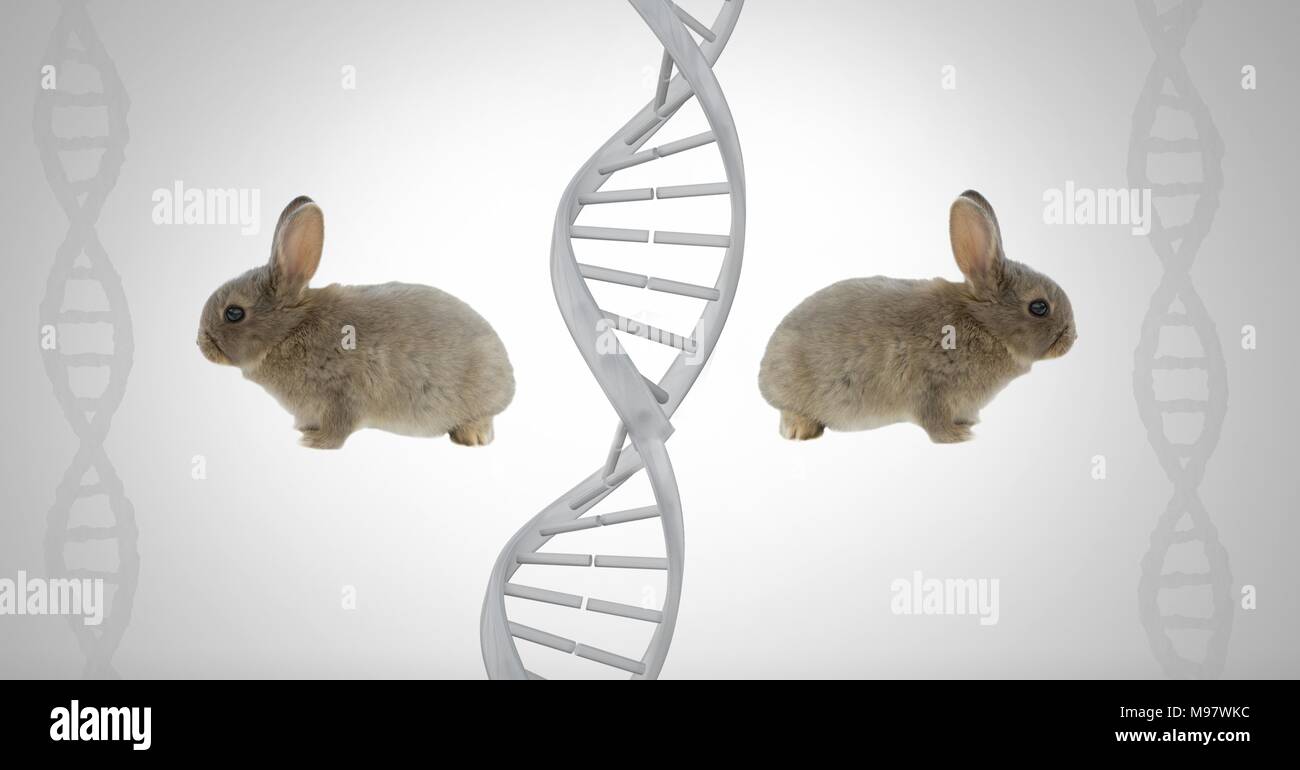 Clone twin rabbits with DNA Stock Photo Alamy