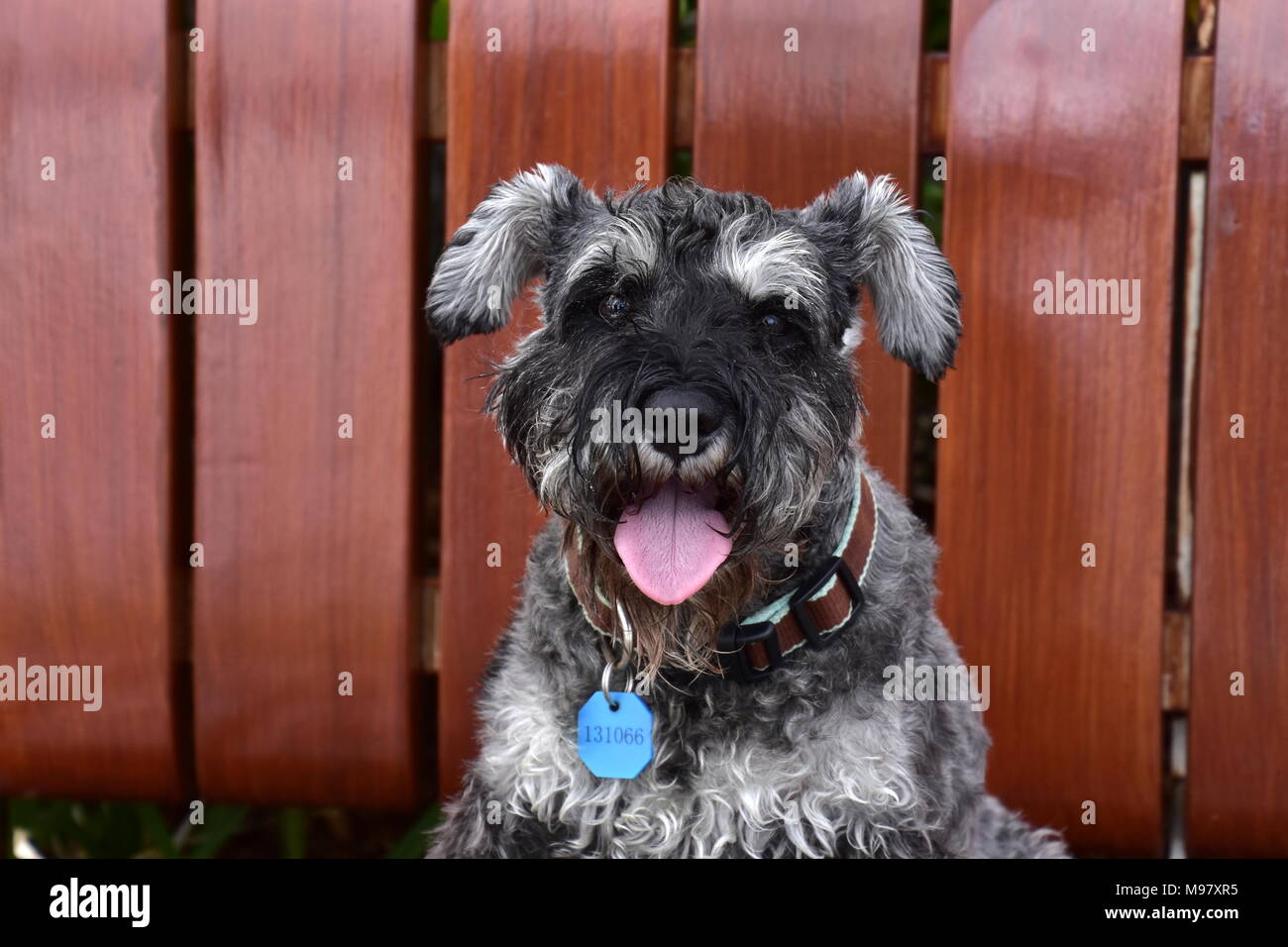 Standard schnauzer hi-res stock photography and images - Alamy