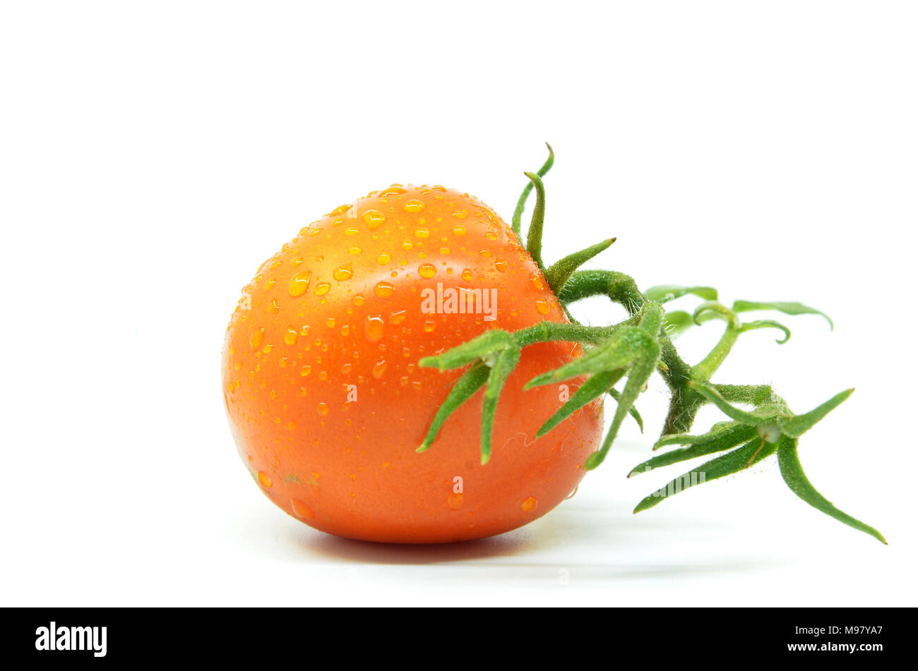 Fresh tomato with water drops isolated on white Stock Photo - Alamy