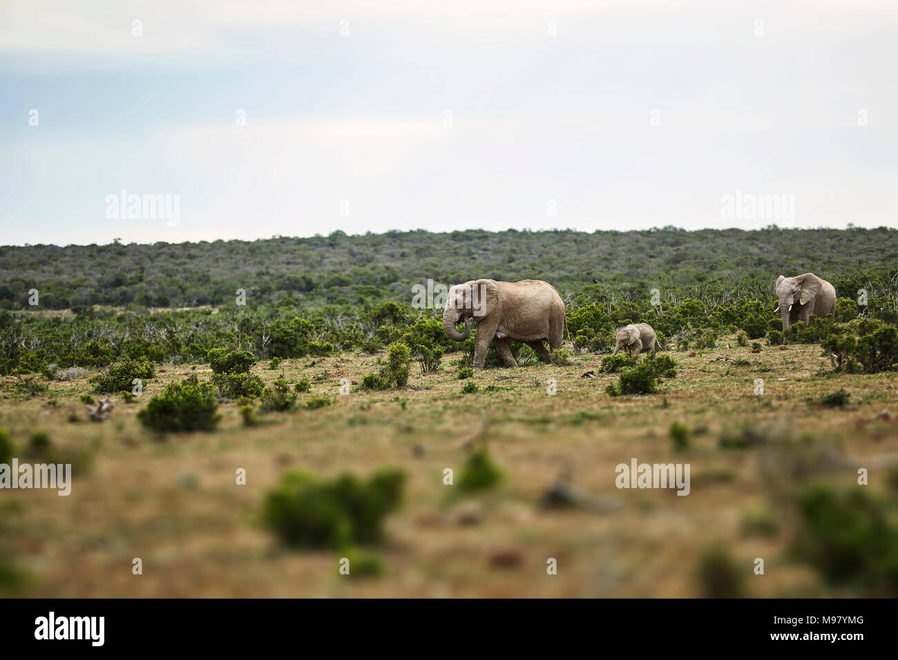 South Africa, Eastern, Cape, Addo Elephant National Park, african elephants, Loxodonta Africana Stock Photo