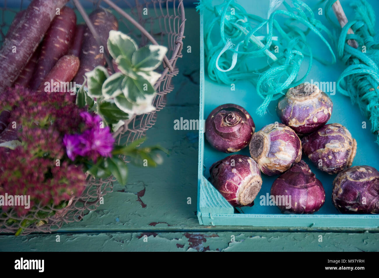 Basket with purple haze, box with hyacinth corms Stock Photo