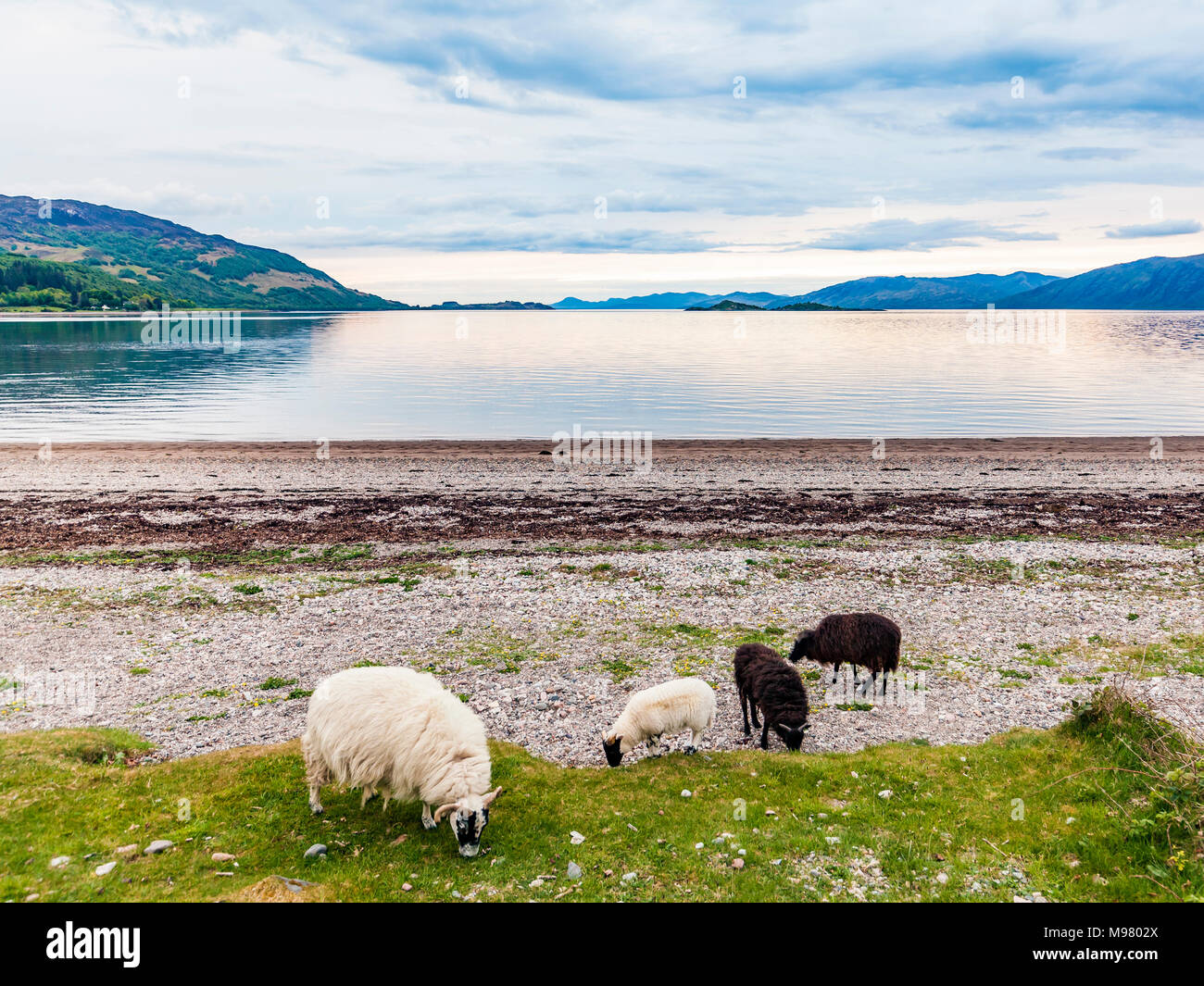 Schottland, Loch Linhe, Cuil, Cuil Bay, Bucht, Strand, See, Schafe, Schafrasse Scottisch Blackface Stock Photo