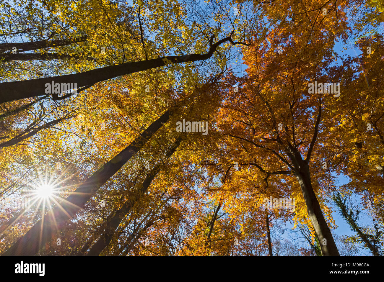 Germany, Bavaria, Munich, Deciduous trees in autumn Stock Photo