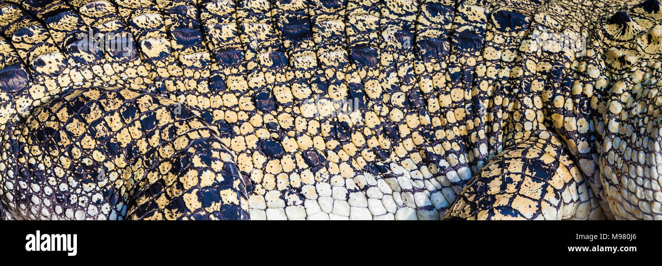 Scales of saltwater crocodile Stock Photo