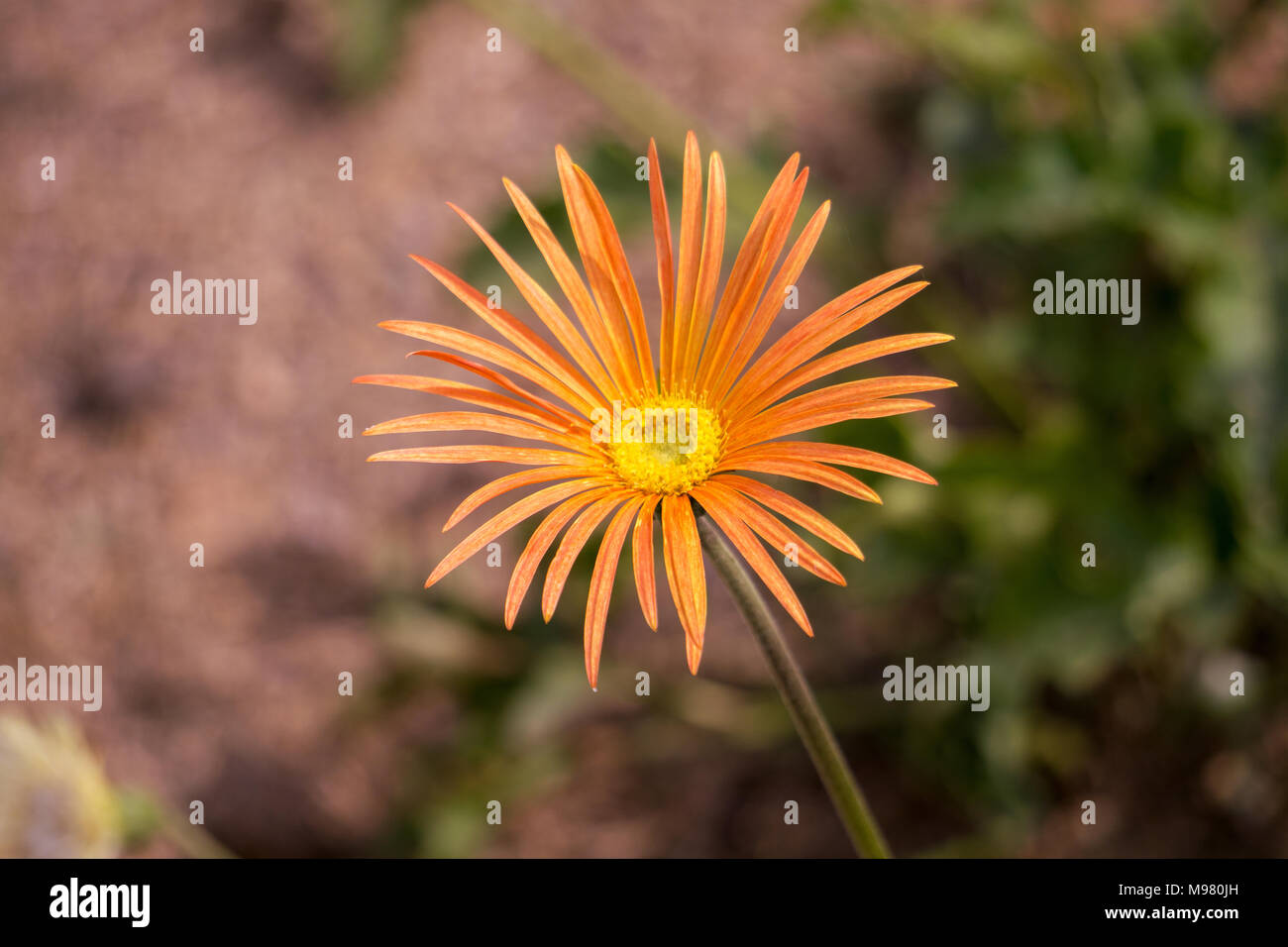 Close-up of Orange Lampranthus aureus flower, selective focus Stock Photo
