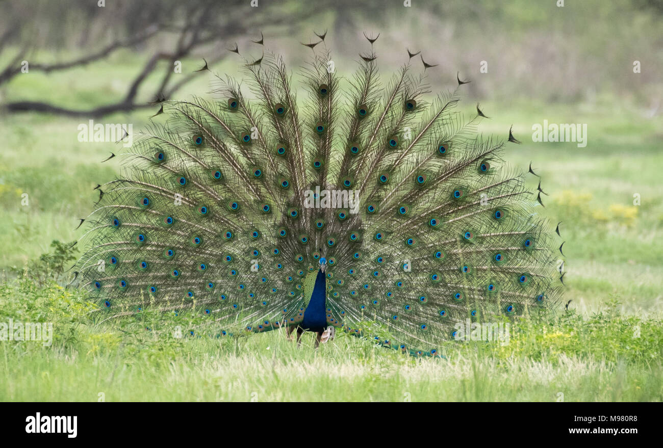 Peecock hi-res stock photography and images - Alamy Peecock hi-res stock photography and images - Alamy