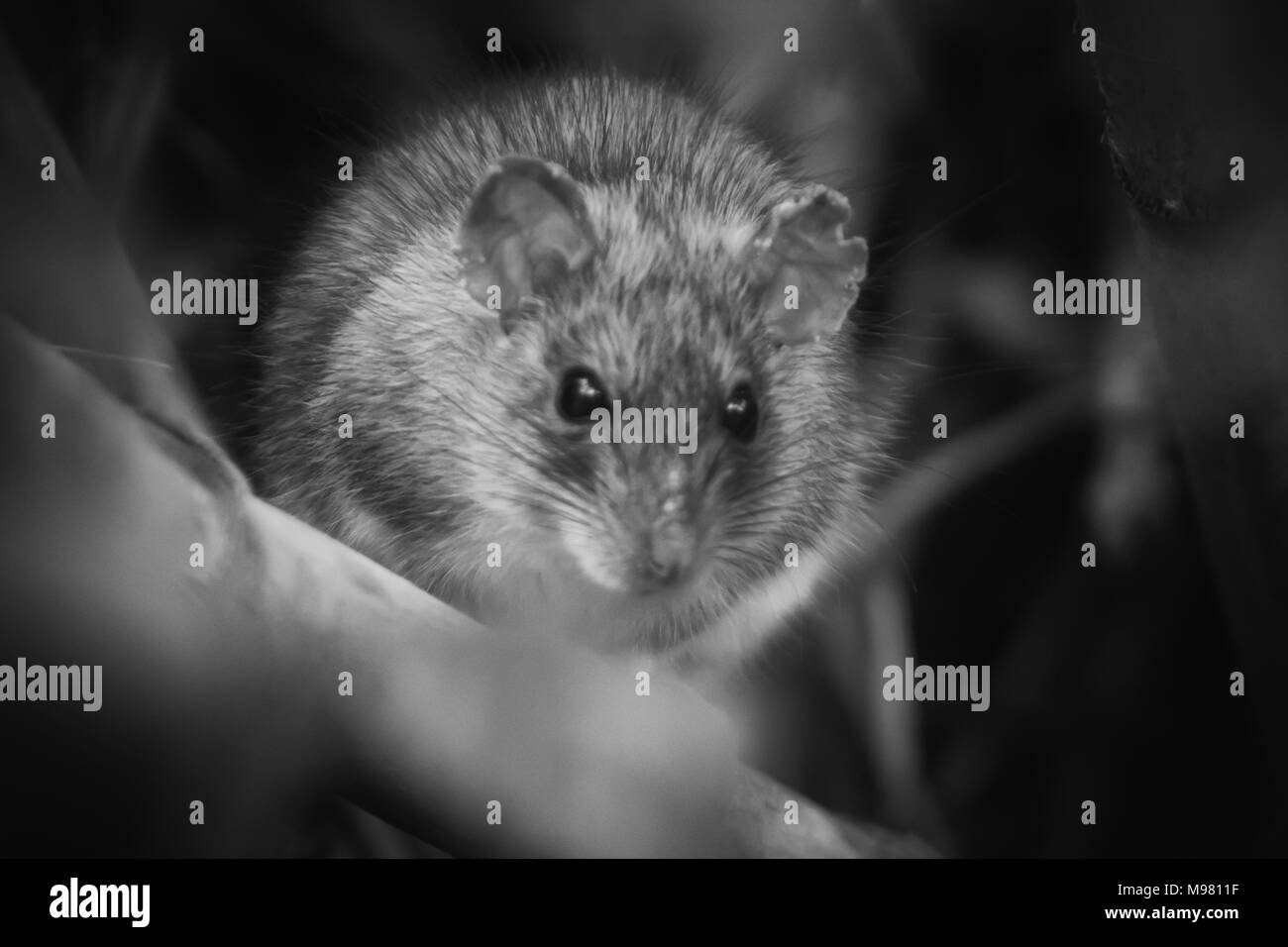 Rattus norvegicus, Brown Rat in Black and White, Sitting in a Hedge Stock Photo