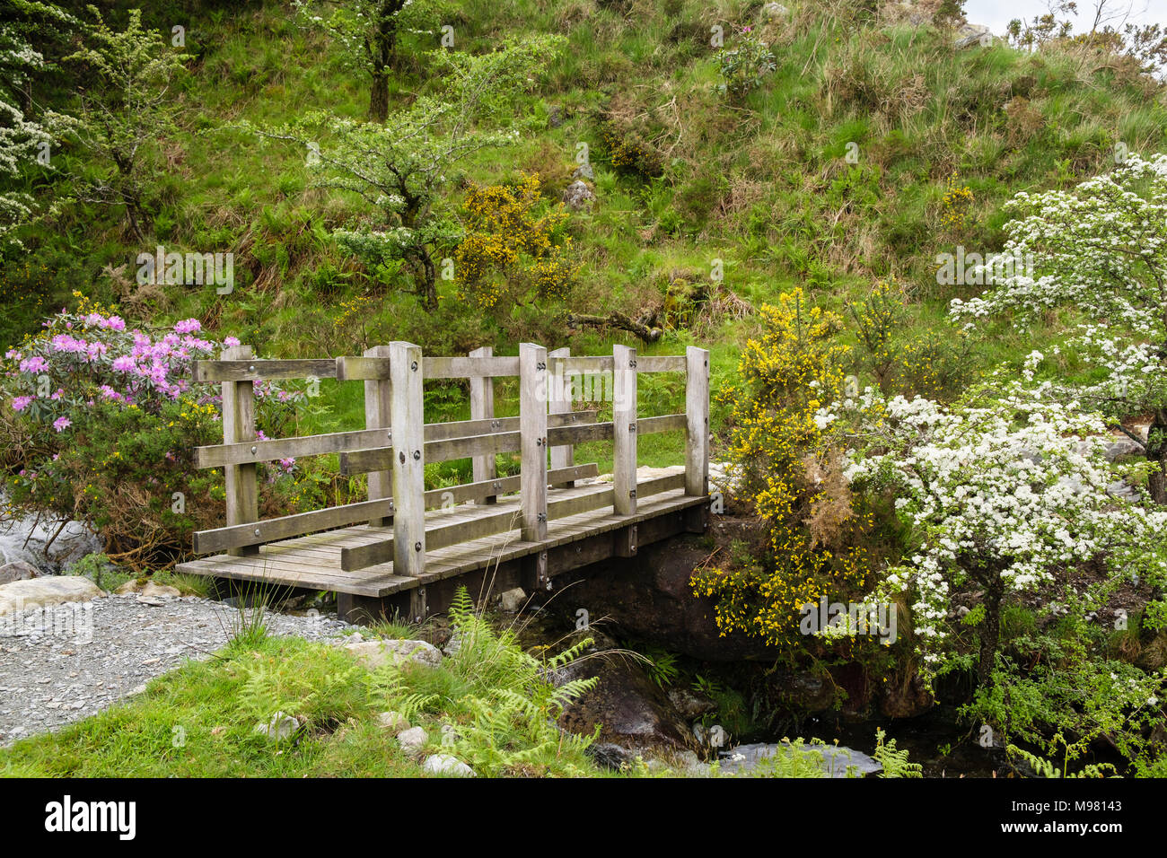 Wooden footbridge on a footpath crossing a stream with flowering Hawthorn, Gorse and Rhodedendron bushes in Snowdonia in spring. Wales UK Stock Photo