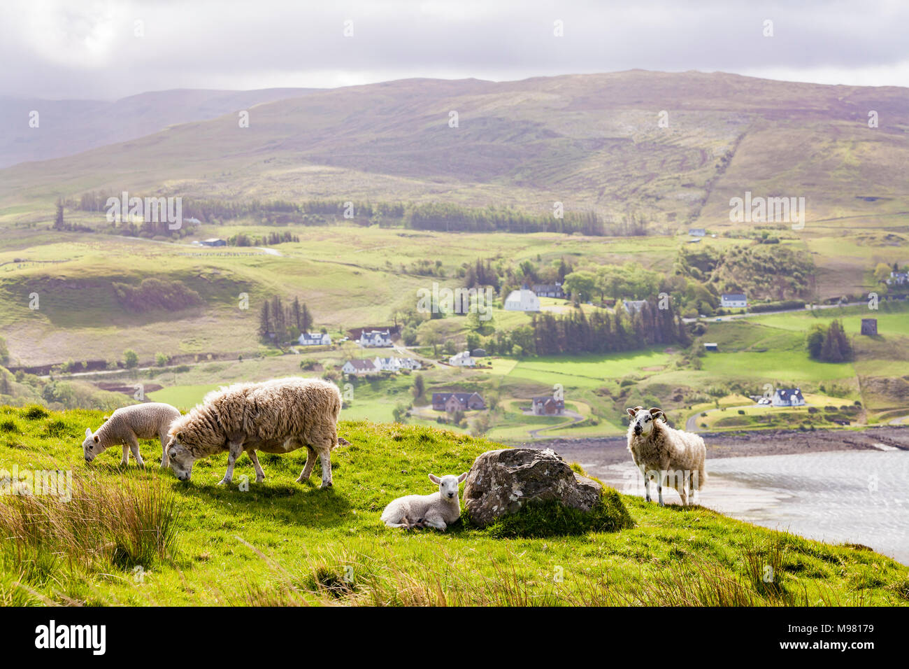 Schottland, Innere Hebriden, Skye, Insel, Isle of Skye, Loch Snizort, Schaf, Lamm Stock Photo