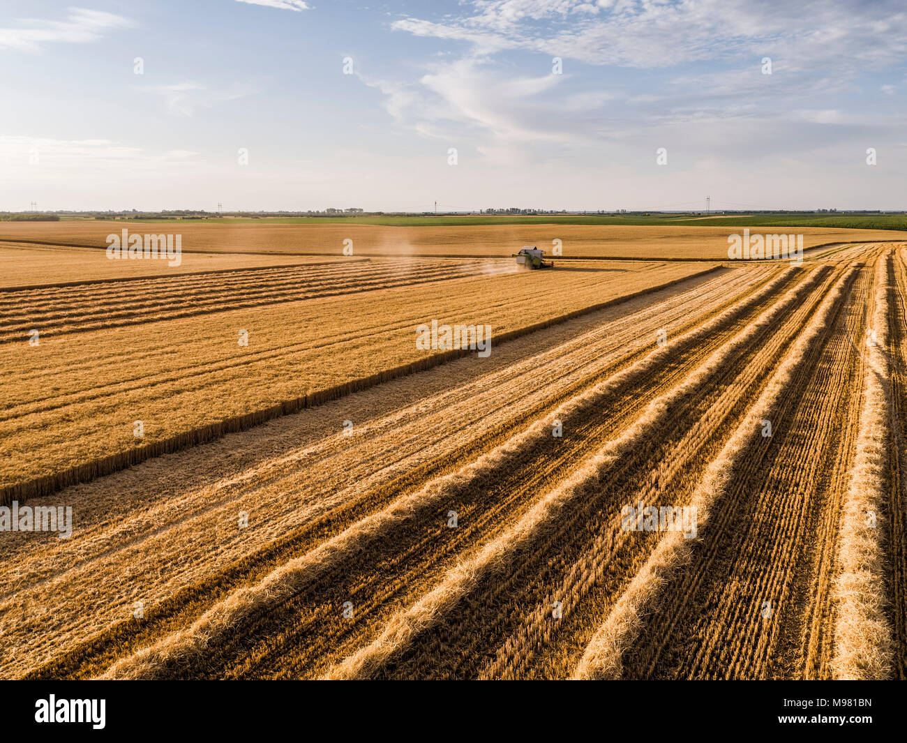 Combine harvester on a field of wheat, aerial view Stock Photo - Alamy