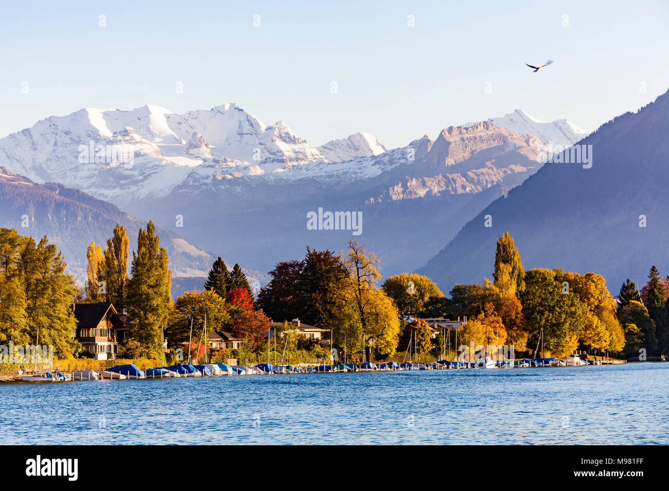 Schweiz, Kanton Bern, Berner Oberland, Thun, Schweizer Alpen, Alpenpanorama, Fluss Aare, Aarebecken, Bächimattpromenade, Boote, Herbst Stock Photo