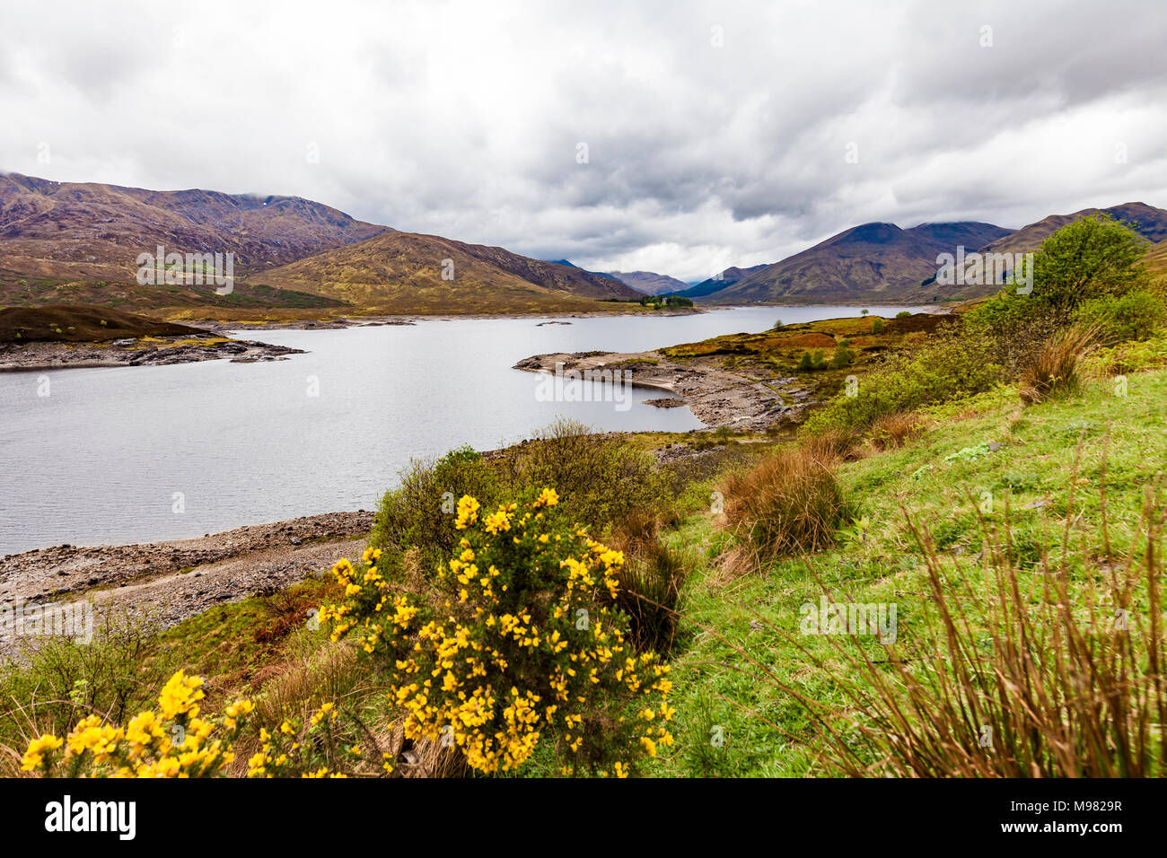 United Kingdom, Scotland, Kintail, Loch Cluanie, lake, ginster, Genista Stock Photo