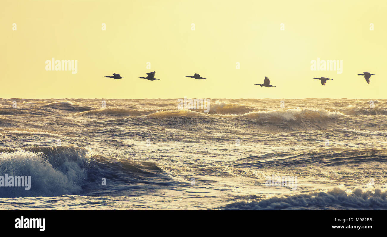 Wildlife scene of flying ducks on a windy evening. Stormy sea and big waves. Stock Photo